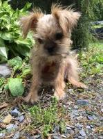 David Magaro - Brussels Griffon Stud