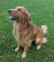 Mark Whisler - Golden Retriever Stud