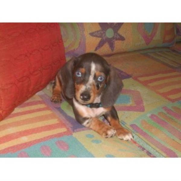 Dachshund Breeder 25130