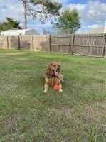 Jenell K Rini - Golden Retriever Stud