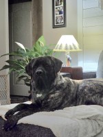 Mastiff Haven Mastiff breeder