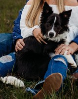 Ansley Martin - Border Collie Stud