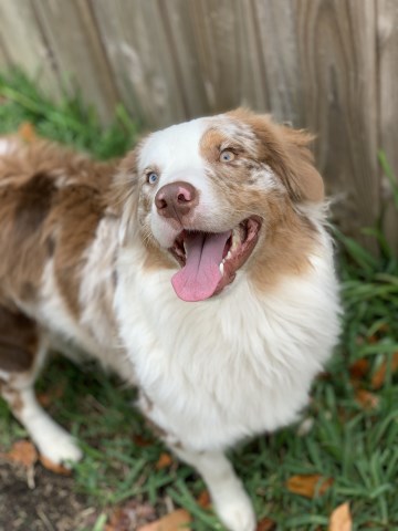 Australian Shepherd Dog Stud 27347