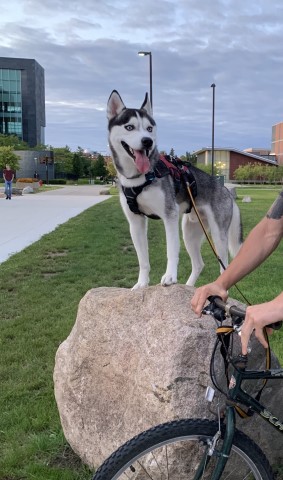 Siberian Husky Stud 26430