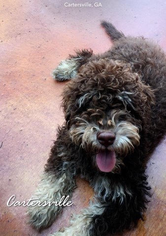 Labradoodle Stud 27797