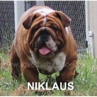 Love That Bulldog English Bulldog for breeder