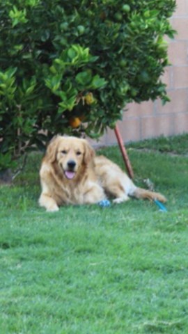 Golden Retriever Stud 26705