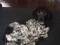 Douglas King - Poodle Standard Stud