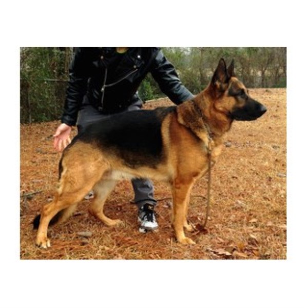German Shepherd Dog Breeder 22455
