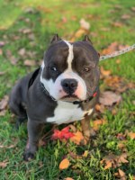 Cesar - American Pit Bull Terrier Stud