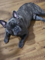 Beth Griffith - French Bulldog Stud