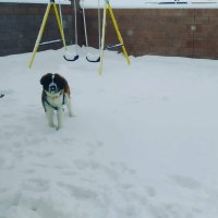 Catherine F. - Saint Bernard Stud