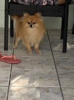 Marylyn - Pomeranian Stud