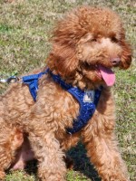 Poodle Miniature Studs near you - Free Dog Listings
