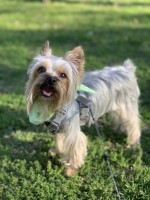 Luz Espinoza - Yorkshire Terrier Stud