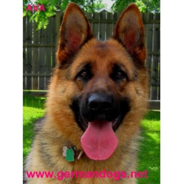 German Shepherd Dog Breeder 13249