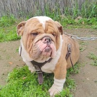 Joe - English Bulldog Stud