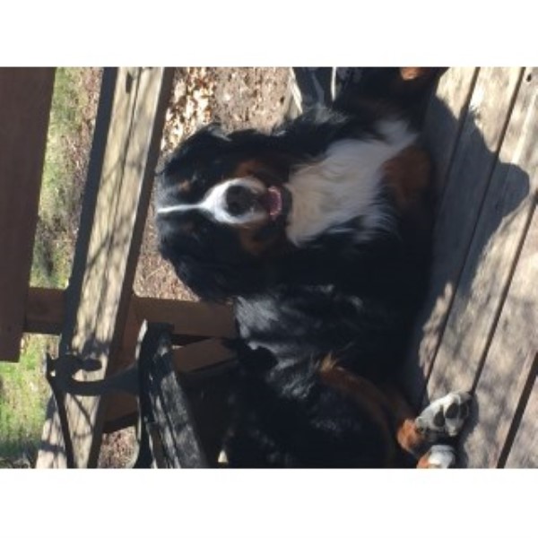 Michelle, Bernese Mountain Dog Stud in Waterford, Mi, Michigan