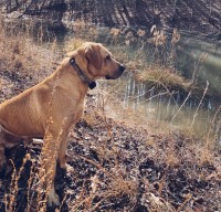 Madison Blair - Labrador Retriever Stud