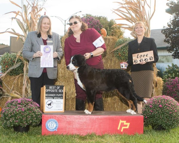 Evergreen Kennel