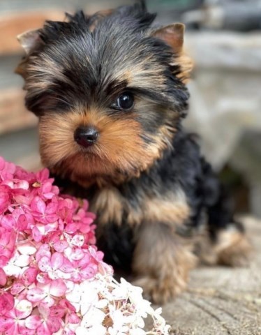 Yorkshire Terrier Stud 31932