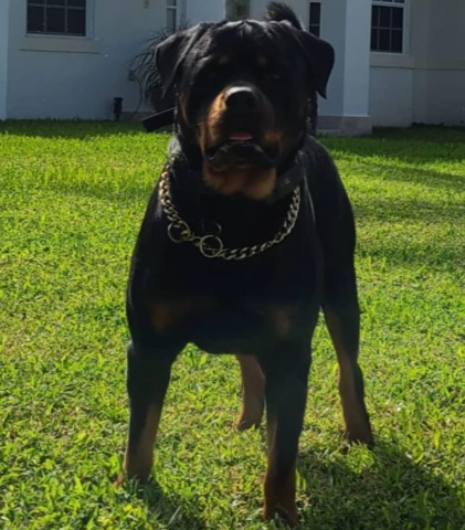 Drogo Rottweiler Stud