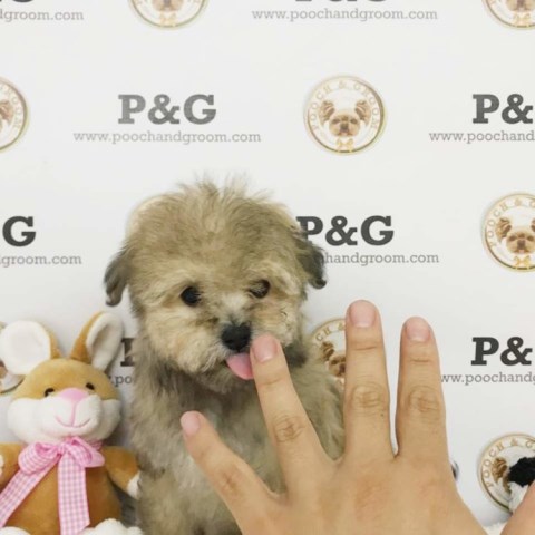 Maltipoo Stud 26187