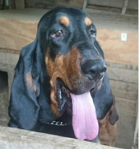 Bloodhound Stud 26910