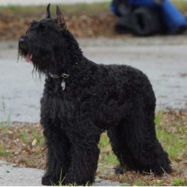 shop Blackwell Handbook of Social