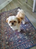 Kristina M Pagan - Shih Tzu Stud