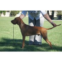 Blessed Sunshine Vizslas Vizsla breeder