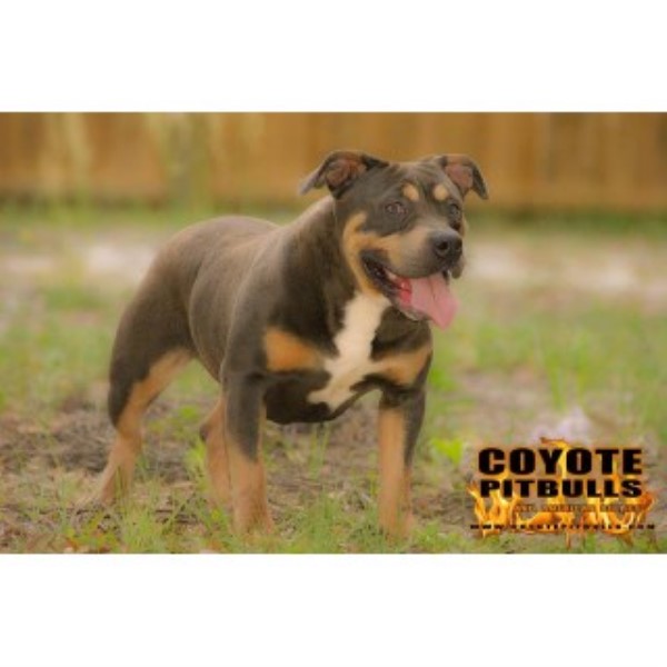 American Pit Bull Terrier Breeder 23663