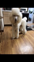 Abby - Poodle Standard Stud