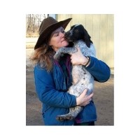 Aablwch German Wirehaired Pointers German Wirehaired Pointer breeder