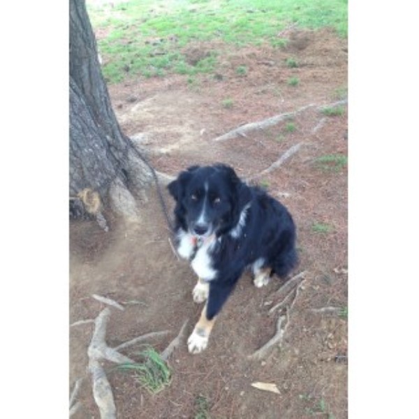 Australian Shepherd Dog Stud 23650