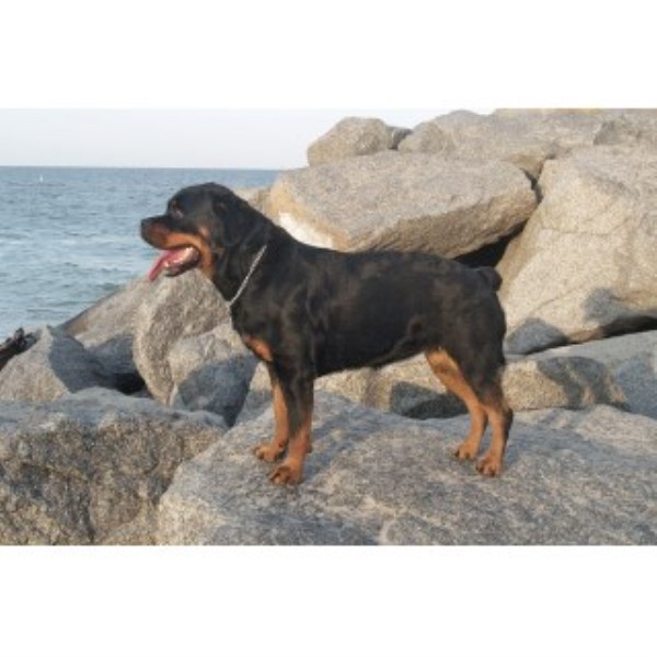 Rottweiler Breeder 23765