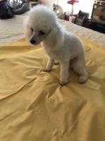 Bonnie Morgan - Poodle Miniature Stud