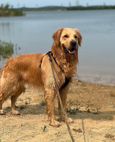 Golden Retriever Stud 31852