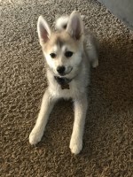 Jennifer Joy - Pomsky Stud