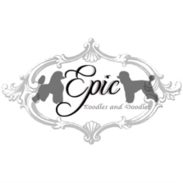 Epic Poodles and Doodles