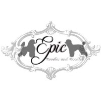 Epic Poodles and Doodles Poodle Standard breeder