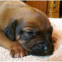 Living Skies Kennel Rhodesian Ridgeback breeder