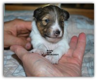 Sheltiepal Shetland Sheepdog breeder