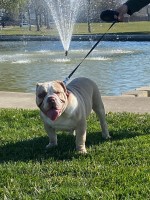 DeShawn Tatum - English Bulldog Stud