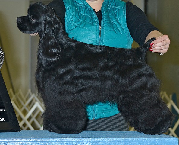 American Cocker Spaniel Breeder 19918