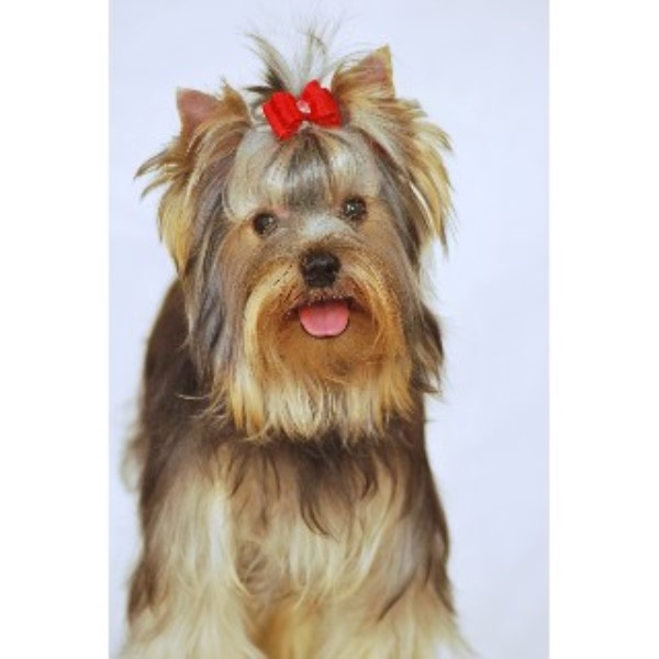 Yorkshire Terrier Breeder 21710