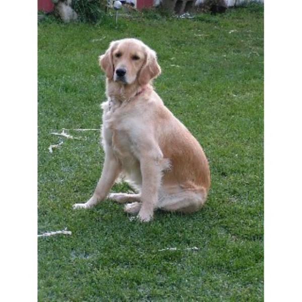 Golden Retriever Breeder 22115