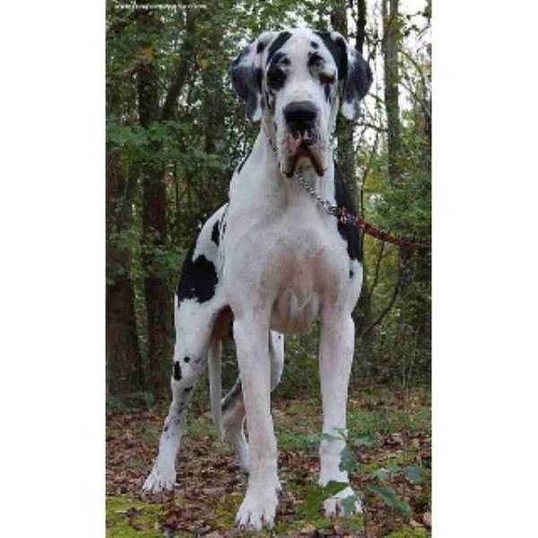 26 Top Photos Great Dane Puppies Rescue Michigan - Puppies anyone? | Pa Great Dane Rescue, Inc. 26 Top Photos Great Dane Puppies Rescue Michigan - Puppies anyone? | Pa Great Dane Rescue, Inc.