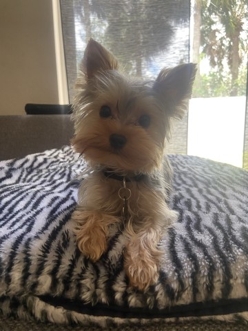 Yorkshire Terrier Stud 29284