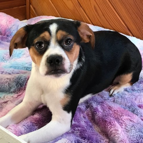 Queen Elizabeth Pocket Beagles